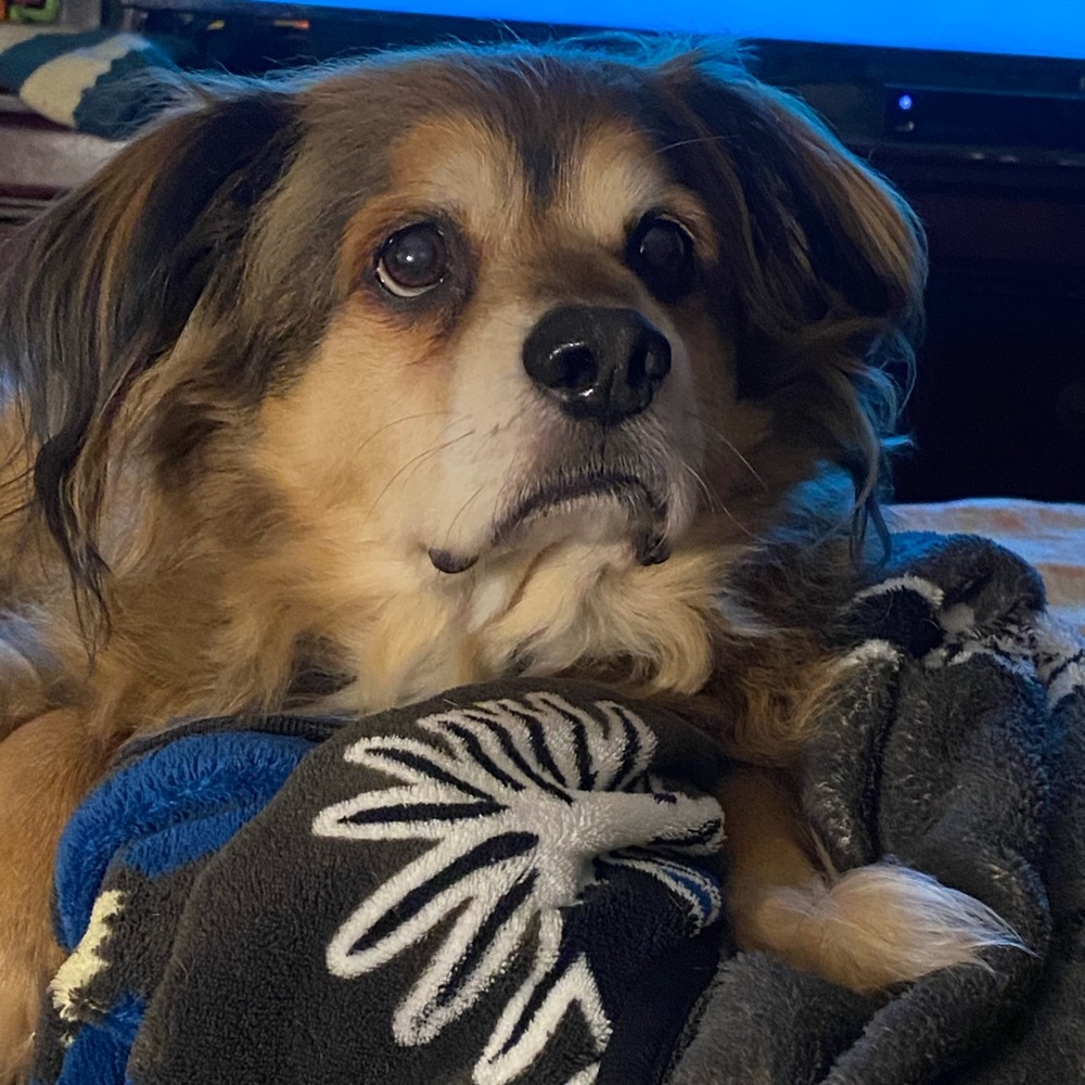 Meet your Posher, Athena